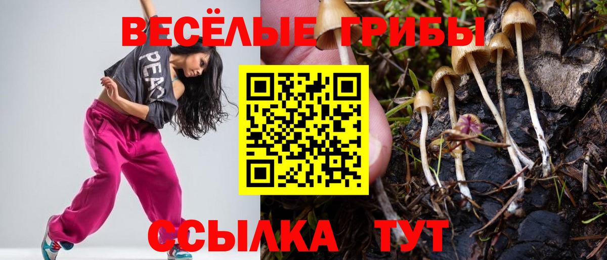Псилоцибиновые грибы Psilocybine cubensis Канск